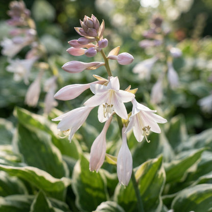 Pink and White Hosta Seeds for Planting