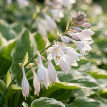 Pink and White Hosta Seeds for Planting