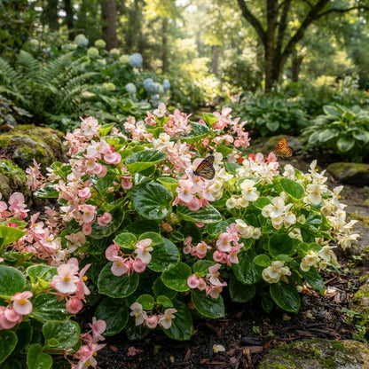 Pink and White Begonia Flower Seeds for Garden Planting