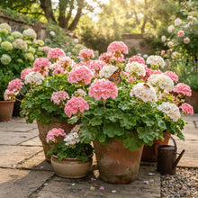 Pink and White Geranium Flower Seeds for Garden Planting