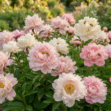 Pink and White Japanese Peony Flower Seeds for Planting