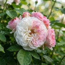 Pink and White Rose Flower Seeds - Rose Flower Seeds for Garden