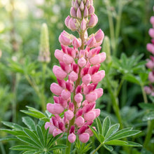 Lupin Russell The Chatelaine Pink Flower Seeds