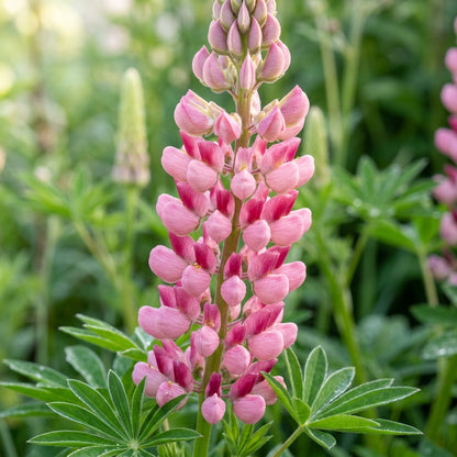 Lupin Russell The Chatelaine Pink Flower Seeds