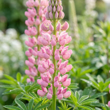 Lupin Russell The Chatelaine Pink Flower Seeds