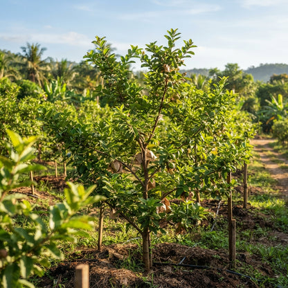 Tropical Pink Guava Seeds for Planting
