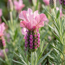 Lavender Bandera Pink Flower Seeds