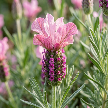 Lavender Bandera Pink Flower Seeds