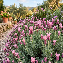 Lavender Bandera Pink Flower Seeds