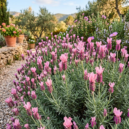 Lavender Bandera Pink Flower Seeds