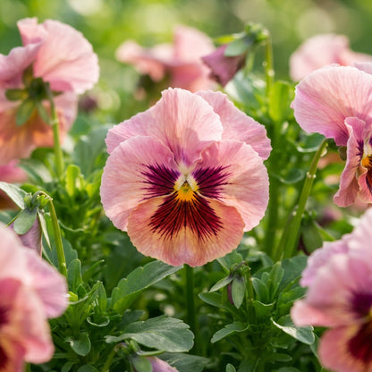 Pink Pansy Flower Seeds - Pink Pansy Flower Seeds for Garden