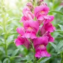 Bright Pink Snapdragon Flower Seeds For Planting