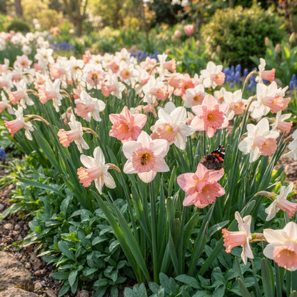 Pink White Daffodils Flower Seeds - Daffodil Flower Seeds for Garden