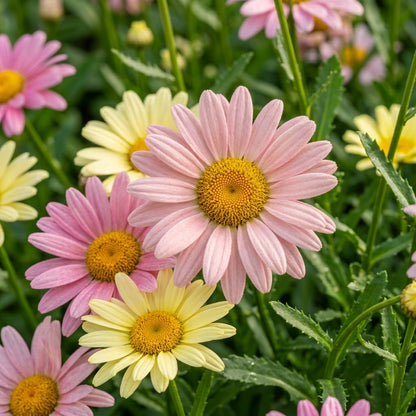 Pink & Yellow Leucanthemum Seeds