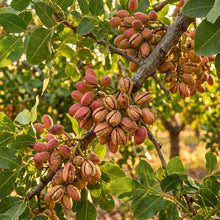 Pistachio Tree (Pistacia vera) Seeds for Planting
