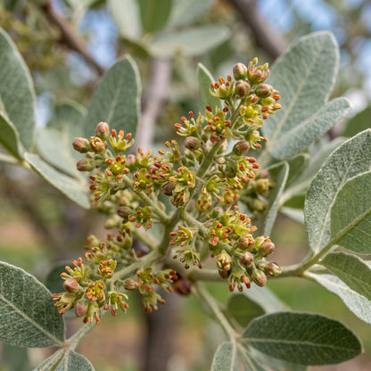 Pistachio Tree (Pistacia vera) Seeds for Planting