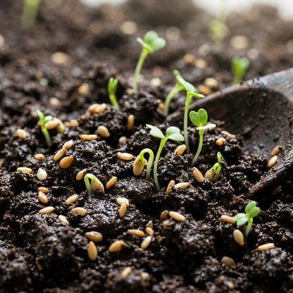 White Sesame Seeds for Planting – Gingelly Til Sesamum indicum Heirloom Oilseed Seeds