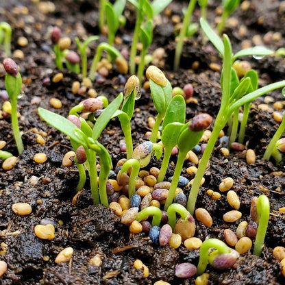 Red Clover Seeds Trifolium pratense – Cover Crop Pollinator Garden Flower Seeds for Planting