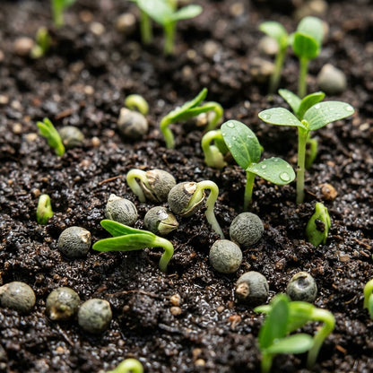 Clemson Spineless Okra Seeds – Heirloom Vegetable Seeds for Home Gardens