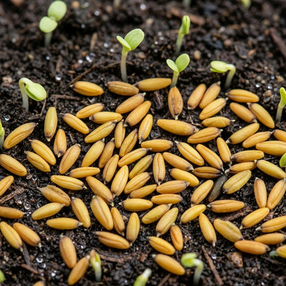 Dyer's Woad Seeds Isatis tinctoria – Traditional Natural Dye & Ornamental Garden Plant Seeds