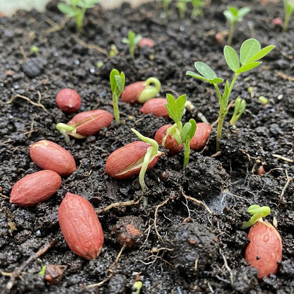 Tennessee Red Valencia Peanut Seeds Arachis hypogaea – Groundnut Seeds for Planting