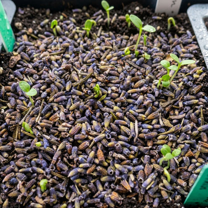 English Lavender Seeds Lavandula angustifolia – Fragrant Perennial Garden Plant Seeds for Planting