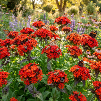 Lychnis × haageana Molten Lava Flower Seeds for Planting