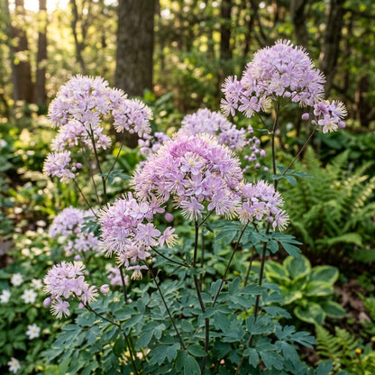 Thalictrum Uchiyamae Seeds