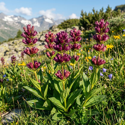Gentiana Purpurea Flower Seeds For Planting