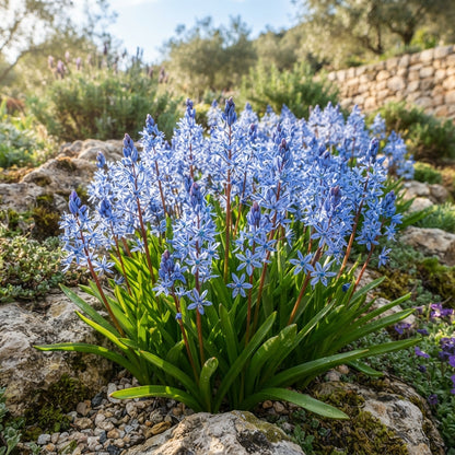 Scilla Cilicica Seeds for Garden Planting