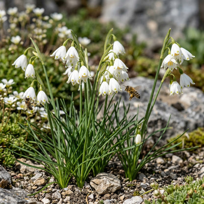 Acis nicaeensis Flower Seeds for Planting