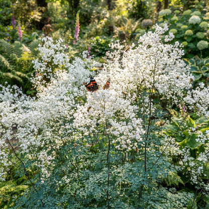 Thalictrum Rochebrunianum Flower Seeds - Meadow Rue Seeds for Garden