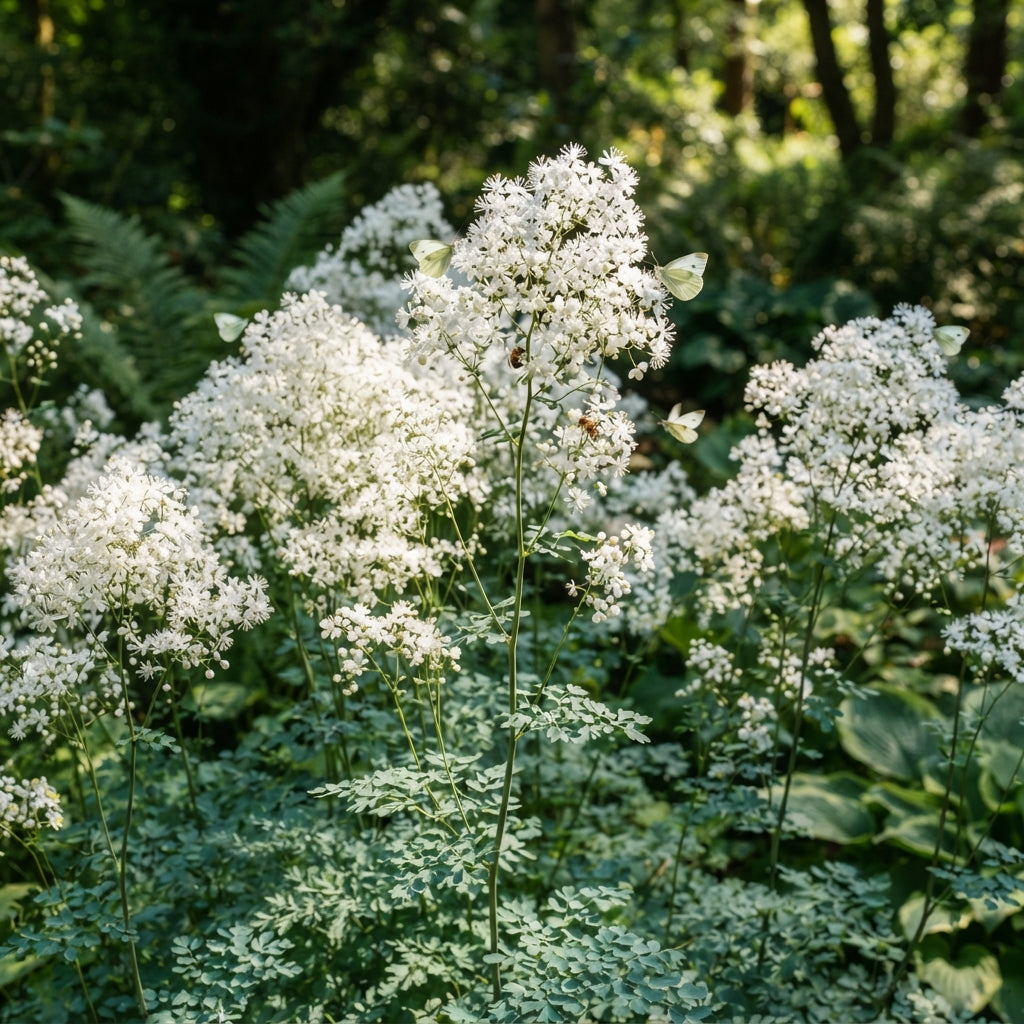 Thalictrum Delavayi 'Blizzard' Flower Seeds - Meadow Rue Seeds for Garden