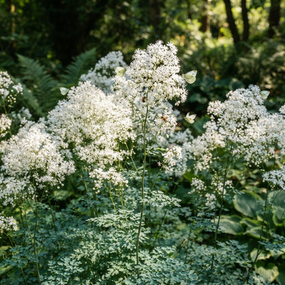 Thalictrum Delavayi 'Blizzard' Flower Seeds - Meadow Rue Seeds for Garden