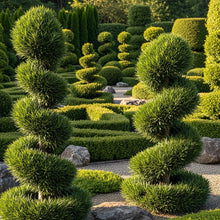 Podocarpus Macrophyllus Seeds for Evergreen Garden Landscaping