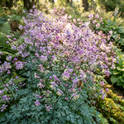 Thalictrum Delavayi Seeds - Meadow Rue Flower Seeds for Garden