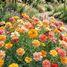 Eschscholzia Mission Bells Flower Seeds for Planting