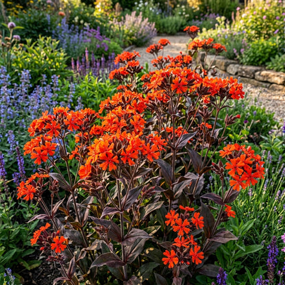 Lychnis Arkwrightii Flower Seeds
