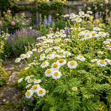 Tanacetum Parthenium Malmesbury Seeds