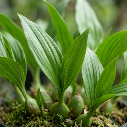 Pleione Orchid Flower Seeds for Planting