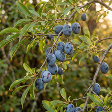 Indian Plum (Oregon Plum) Seeds for Planting