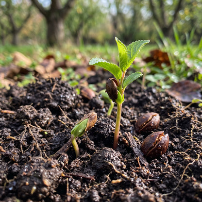 Victoria Plum Seeds for Planting