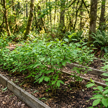 Indian Plum (Oregon Plum) Seeds for Planting