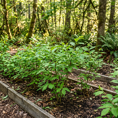 Indian Plum (Oregon Plum) Seeds for Planting