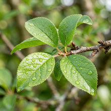Victoria Plum Seeds for Planting