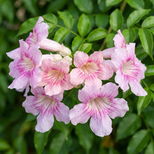 Podranea Ricasoliana Seeds for Garden Planting