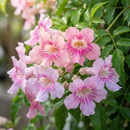 Podranea Ricasoliana Seeds for Garden Planting