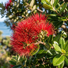 Pohutukawa (New Zealand Christmas Tree) Seeds for Planting