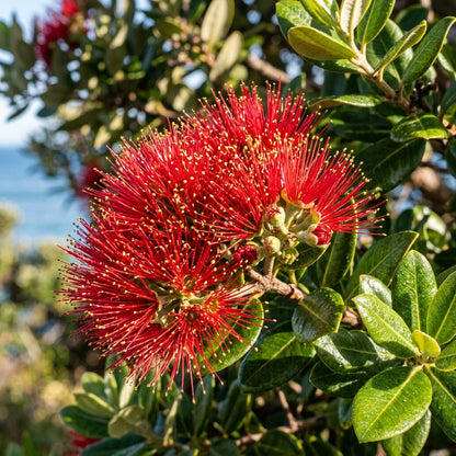 Pohutukawa (New Zealand Christmas Tree) Seeds for Planting