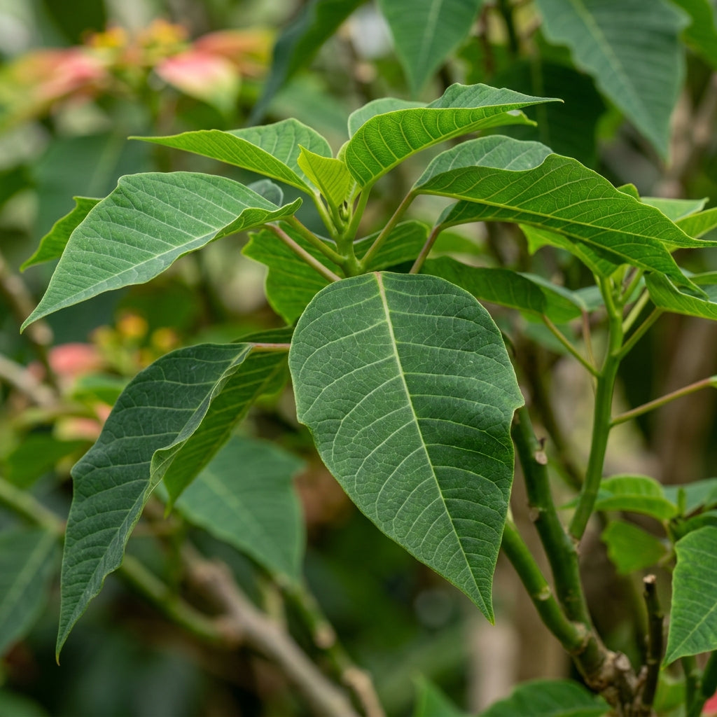 Euphorbia pulcherrima Poinsettia Flower Seeds